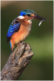 Juvenile Malachite Kingfisher