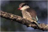 Brownhooded Kingfisher