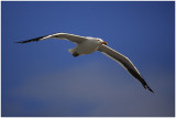 Cape Kelp Gull