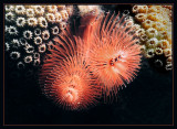 Christmas Tree Worm