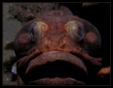 Sarcastic Fringehead