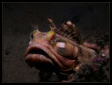 Sarcastic Fringehead