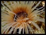 tube anemone