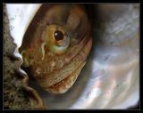 Sarcastic Fringehead peering from his shell