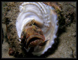 Sarcastic Fringehead in pretty shell