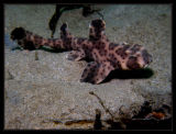 Horn Shark