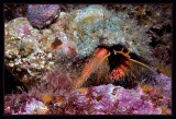 Hairy Hermet