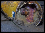 Octo in a can