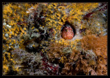 Rockpool Blenny