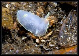Redondo Beach Nudibranch