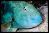 Sleeping Parrotfish