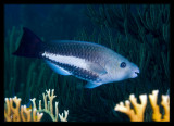 Queen Parrotfish, Initial Phase