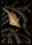 Slender Filefish