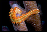 Bearded Fireworm