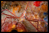 Arrow Crab clinging to the tube sponge