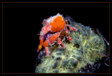 Little Teardrop Crab