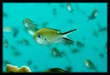 Center of attention