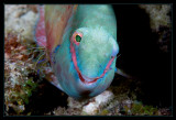 Parrotfish being cleaned and damn happy about it