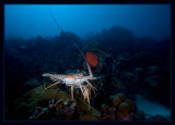 Huge Caribbean Spiny Lobster