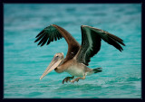 Coming in for a Landing
