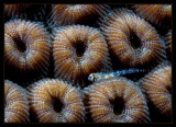 Goldspot Goby Snuggled in