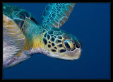 Green Sea Turtle