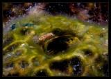 Microscopic, lot's of little guys were found on the reef