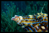 Scrawled Filefish up close