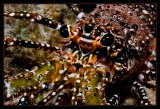 Spotted Spiny Lobster