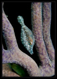 Swaying with the gorgonian and trying to go unnoticed