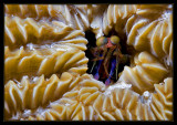 Bonaire Mantis Shrimp - rare find