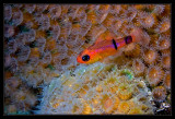 Night time on the reef, the polyps are out...