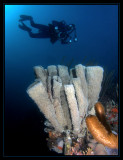 Branching Vase Sponge, Sponge Brittle Stars & Rick