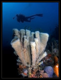 Same Branching Vase Sponge, different pose