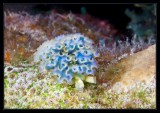 Lettuce Sea Slug , another view