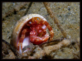 Redondo Hermet Crab