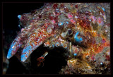 Canyon Crab