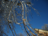 Iced Twig