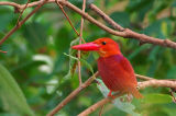 Ruddy Kingfisher - Male ( Halcyon coromanda )