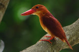Dsc_0013Rkf.JPG