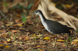 DSC_1485wh.jpg