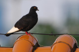 Dsc_3278.JPG