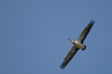 DSC_2684.jpg