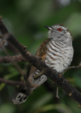 Little Bronze-Cuckoo (Chrysococcyx minutillus)