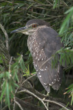 Black-crowed Night Heron, Juvenile