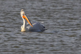 Dalmatian Pelican ( Pelecanus crispus )