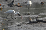 Little Egret (Egretta garzetta)