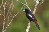 Black-and-red Broadbill ( Cymbirhynchus macrorhynchos )