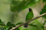 Greater Green Leafbird (Chloropsis sonnerati)