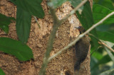 Buff-necked Woodpecker (Meiglyptes tukki)